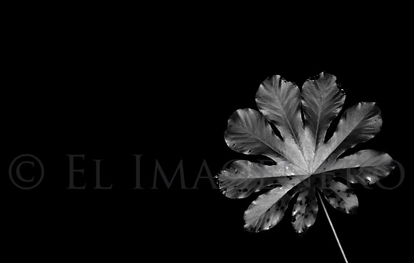 Flora for Quintana Roo
